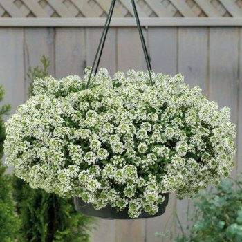 Аліссум Гіга білий (white) /1.000 мультидраже/ *Benary*