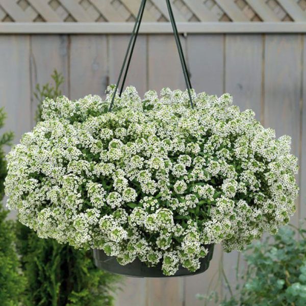 Семена алиссума Гига белый (white) /1.000 мультидраже/ *Benary*