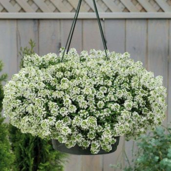 Аліссум Гіга білий (white) /200 мультидраже/ *Benary*