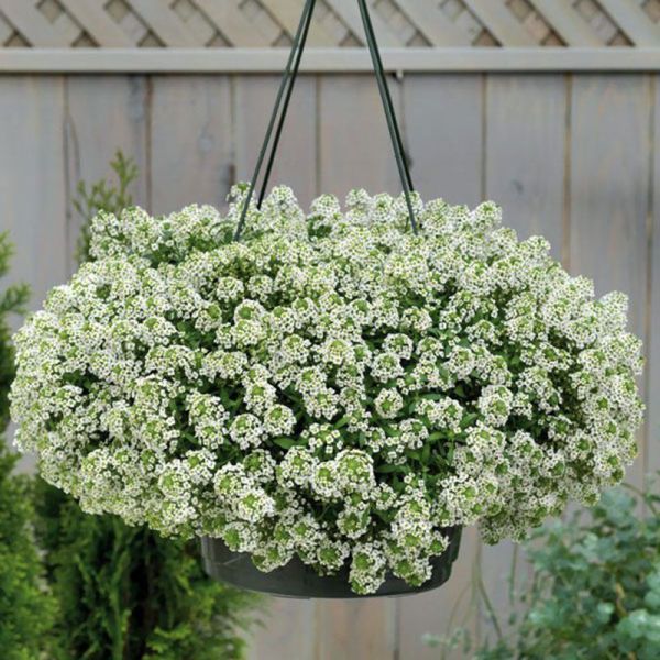 Семена алиссума Гига белый (white) /200 мультидраже/ *Benary*