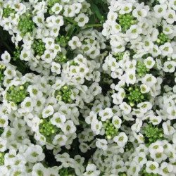 Аліссум Вандерленд білий (white) /200 мультидраже/ *Benary*