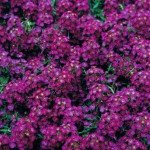 Аліссум Вандерленд пурпурний (purple) /1.000 насінин/ *Benary*