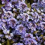 Аліссум Вандерленд синій (blue) /1.000 мультидраже/ *Benary*