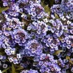 Алиссум Вандерленд синий (blue) /1.000 семян/ *Benary*