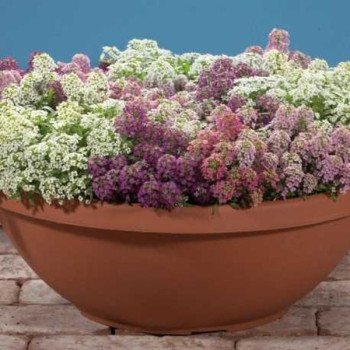 Аліссум Вандерленд суміш (mix) /1.000 мультидраже/ *Benary*