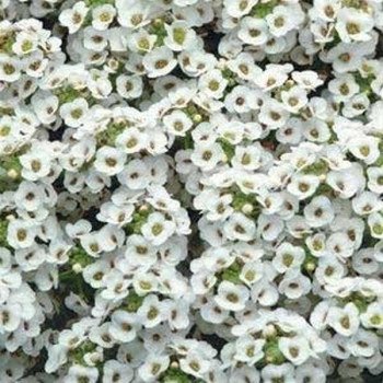 Аліссум Кристал білий (white) /1.000 мультидраже/ *Pan American*