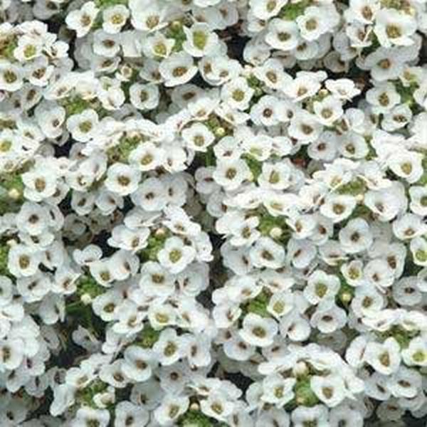 Семена алиссума Кристал белый (white) /1.000 мультидраже/ *Pan American*