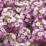 Аліссум Кристал лавандовий (lavender) /1.000 мультидраже/ *Pan American*
