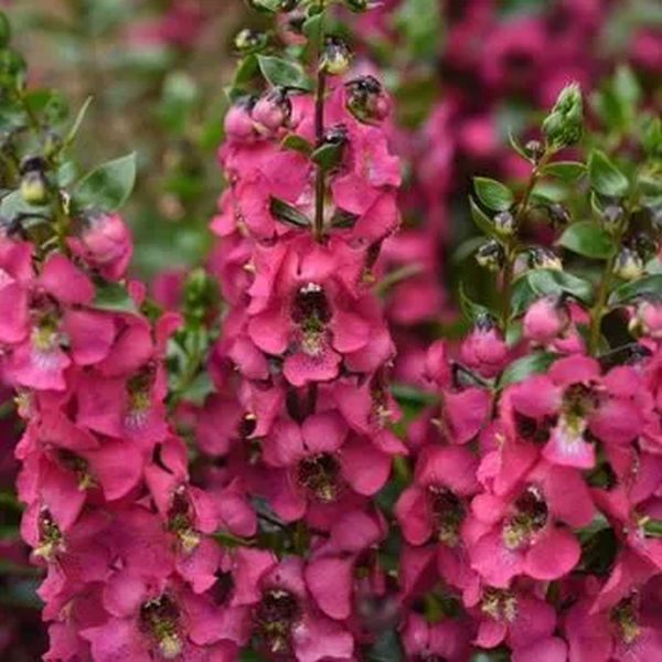 Семена ангелонии Серенита F1 роуз (rose) /50 семян (драже)/ *Pan American*