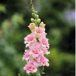 Антірінум ДабелШот F1 яблуневий цвіт (appleblossom) /100 насінин/ *Hem Genetics*