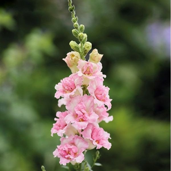 Насіння антірінуму ДабелШот F1 яблуневий цвіт (appleblossom) /100 насінин/ *Hem Genetics*