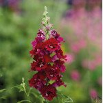 Антірінум ДабелШот F1 кримсон ред (crimson red) /100 насінин/ *Hem Genetics*