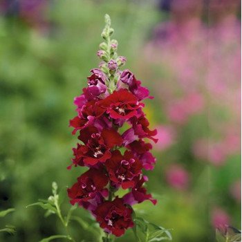 Антиринум ДабелШот F1 кримсон ред (crimson red) /100 семян/ *Hem Genetics*