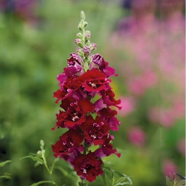 Семена антиринума ДабелШот F1 кримсон ред (crimson red) /100 семян/ *Hem Genetics*