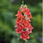 Антірінум ДабелШот F1 оранж біколор (orange bicolor) /100 насінин/ *Hem Genetics*