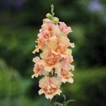 Антірінум ДабелШот F1 персиковий (peach) /100 насінин/ *Hem Genetics*