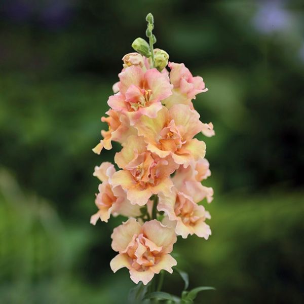 Семена антиринума ДабелШот F1 персиковый (peach) /100 семян/ *Hem Genetics*