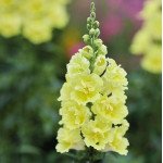 Антірінум ДабелШот F1 жовтий (yellow) /100 насінин/ *Hem Genetics*