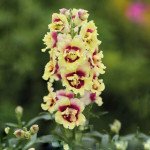 Антирринум ДабелШот F1 желто-красное сердце (yellow red heart) /100 семян/ *Hem Genetics*