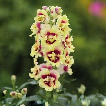 Антиринум ДабелШот F1 желто-красное сердце (yellow red heart) /100 семян/ *Hem Genetics*