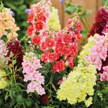 Антиринум ДабелШот F1 смесь (mix) /100 семян/ *Hem Genetics*