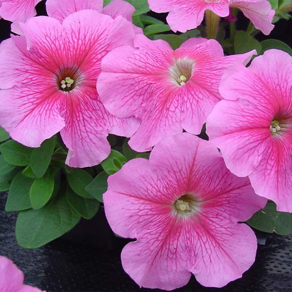 Семена петунии Ламбада F1 розовая с прожилками (rose veined) /1.000 семян (драже)/ *Hem Genetics*