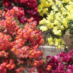 Антірінум Кенді Шауер F1 суміш (mix) /50 мультидраже/ *Sakata*