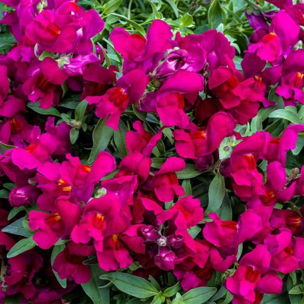 Семена антиринума Кенди Шауер F1 темно-пурпурный (deep purple) /100 семян/ *Sakata*