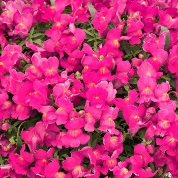 Антиринум Кенди Шауер F1 розовый (rose) /100 семян/ *Sakata*