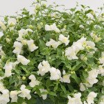 Антірінум Кенді Шауер F1 білий (white) /100 насінин/ *Sakata*