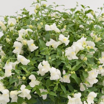 Антиринум Кенди Шауер F1 белый (white) /100 семян/ *Sakata*