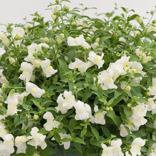 Семена антиринума Кенди Шауер F1 белый (white) /100 семян/ *Sakata*