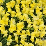 Антиринум Кенди Шауер F1 желтый (yellow) /100 семян/ *Sakata*