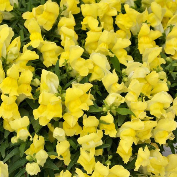 Семена антиринума Кенди Шауер F1 желтый (yellow) /100 семян/ *Sakata*