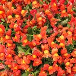 Антірінум Кенді Шауер F1 помаранчевий (orange) /100 насінин/ *Sakata*