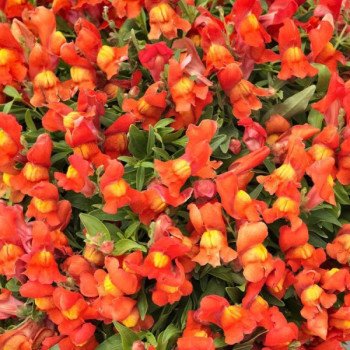 Антиринум Кенди Шауер F1 оранжевый (orange) /100 семян/ *Sakata*