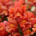 Антірінум Снапшот F1 помаранчевий (orange) /1.000 насінин/ *Sakata*