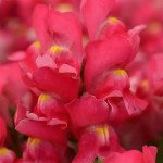 Антирринум Снапшот F1 розовый (rose) /1.000 семян/ *Sakata*