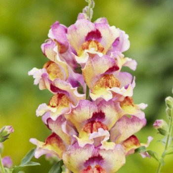 Антиринум Снеппи F1 ред флейм (red flame) /100 семян/ *Hem Genetics*