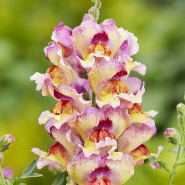 Насіння антірінуму Снеппі F1 ред флейм (red flame) /100 насінин/ *Hem Genetics*