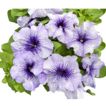 Петуния Лимбо F1 голубая с прожилками (blue picotee) /1.000 семян (драже)/ *Hem Genetics*