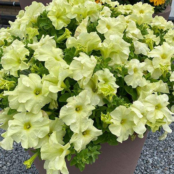 Насіння петунії Лімбо F1 лимонно-жовта (yellow lime) /1.000 насінин (драже)/ *Hem Genetics*