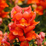 Антірінум Снеппі F1 помаранчевий (orange) /100 насінин/ *Hem Genetics*