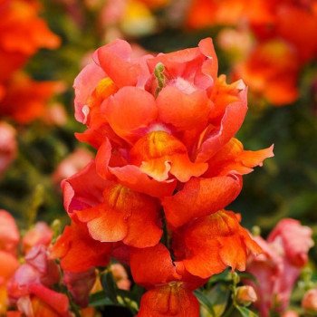 Антірінум Снеппі F1 помаранчевий (orange) /100 насінин/ *Hem Genetics*