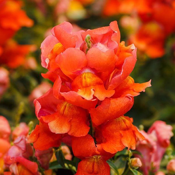 Семена антиринума Снеппи F1 оранжевый (orange) /100 семян/ *Hem Genetics*