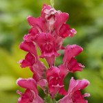 Антірінум Снеппі F1 черрі (cherry) /100 насінин/ *Hem Genetics*