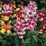 Антиринум Снеппи F1 смесь триколор (tricolor mix) /100 семян/ *Hem Genetics*