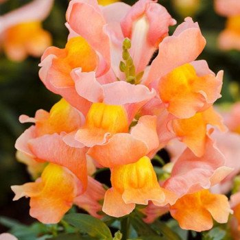 Антірінум Снеппі F1 бронзовий (bronze) /100 насінин/ *Hem Genetics*