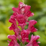 Антірінум Снеппі F1 черрі (cherry) /1.000 насінин/ *Hem Genetics*