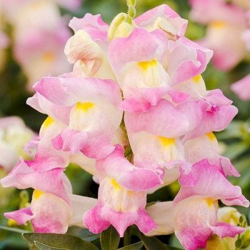 Антірінум Снеппі F1 лавандер блаш (lavender blush) /1.000 насінин/ *Hem Genetics*